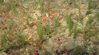 040 Caulerpe racémosa (Caulerpa racemosa)